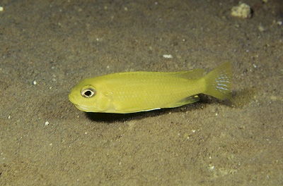 Tropheops sp. 'macrophthalmus chitimba' Chitimba Bay Deep